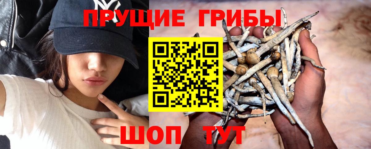 Псилоцибиновые грибы прущие грибы  Вход с VPN  Галлюциногенные грибы Magic Shrooms  Тайшет 